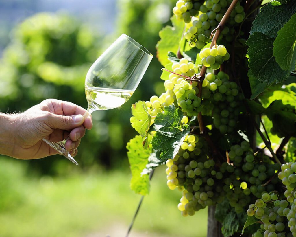 Дегустация «Все оттенки Рислинга»